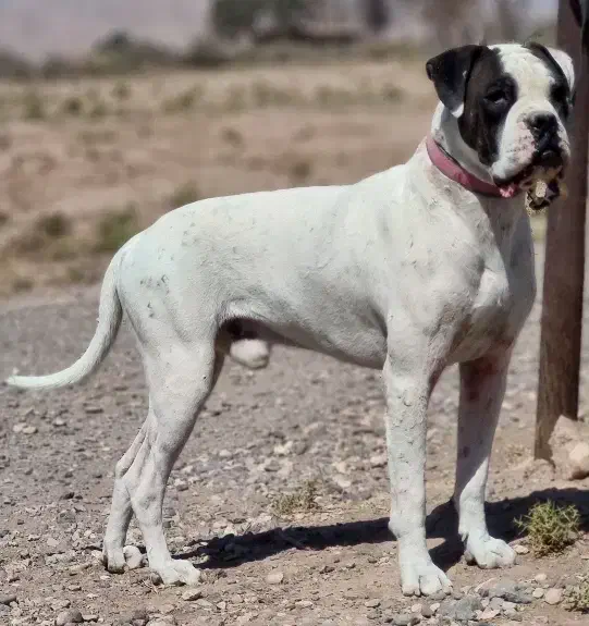 واگذاری سگ امریکن بولداگ اصیل نگهبان|سگ|کرمان, |دیوار