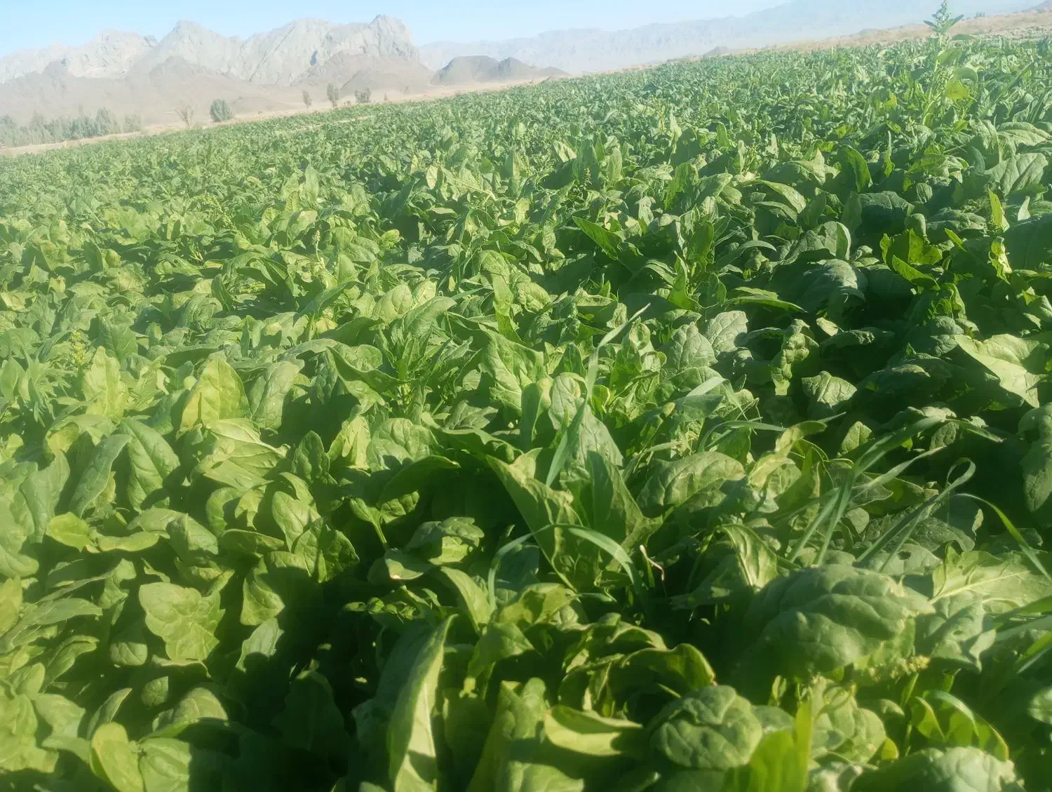 اسفناج|خوردنی و آشامیدنی|پشتکوه (سیستان و بلوچستان), |دیوار