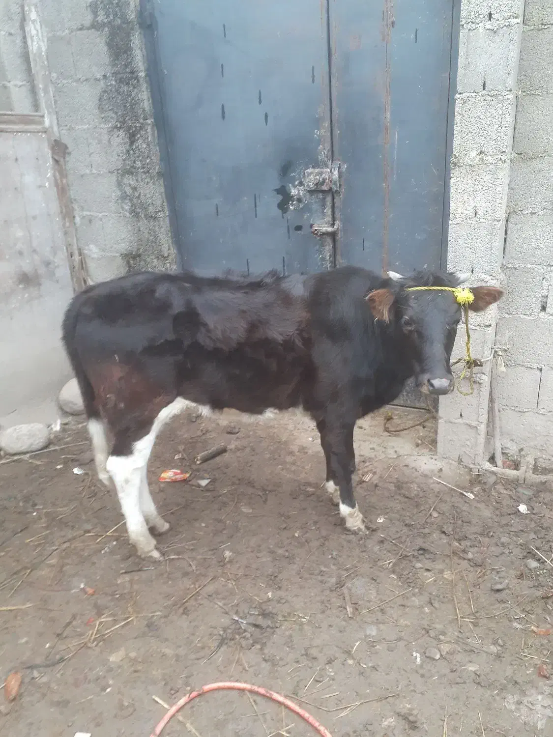 گاولیشه سالم یک ساله|حیوانات مزرعه|فومن, |دیوار