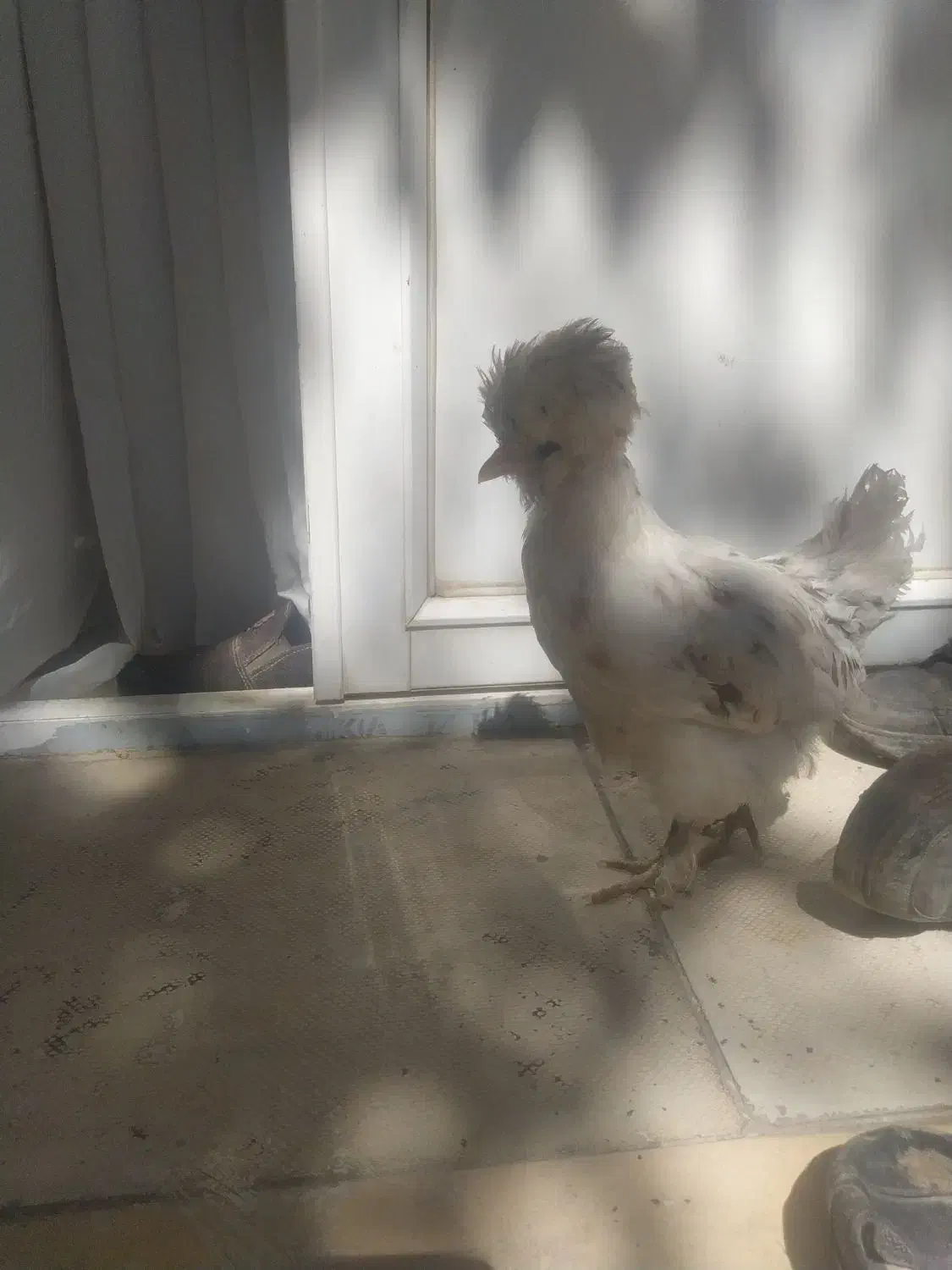 نیمچه مرغ وخروس کوشین وسلطان|حیوانات مزرعه|دهگلان, |دیوار