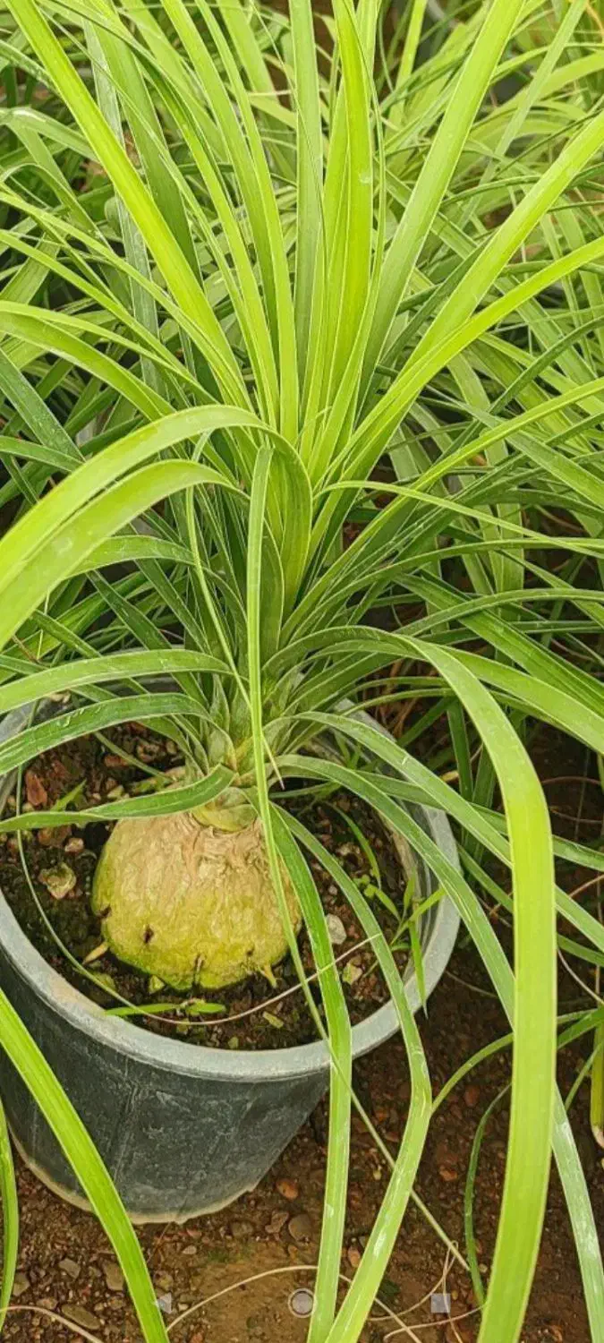 کالای منزل|کنسول، بازی ویدئویی و آنلاین|بروجرد, |دیوار