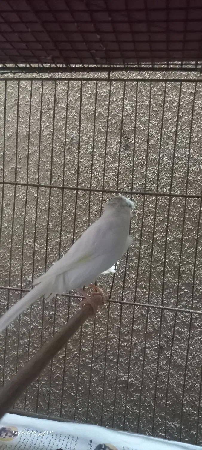 قناری نر سوپری|پرنده|رشت, صفاری|دیوار