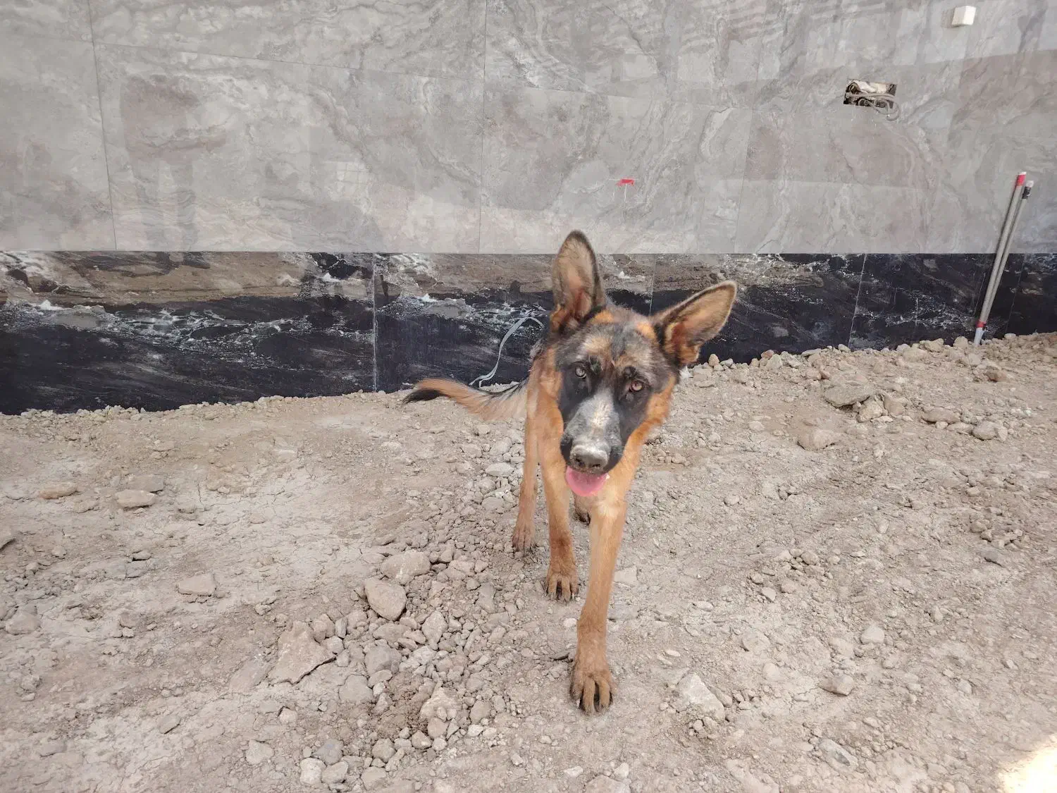 فروش دو قلاده سگ ژرمن|سگ|شهرکرد, |دیوار