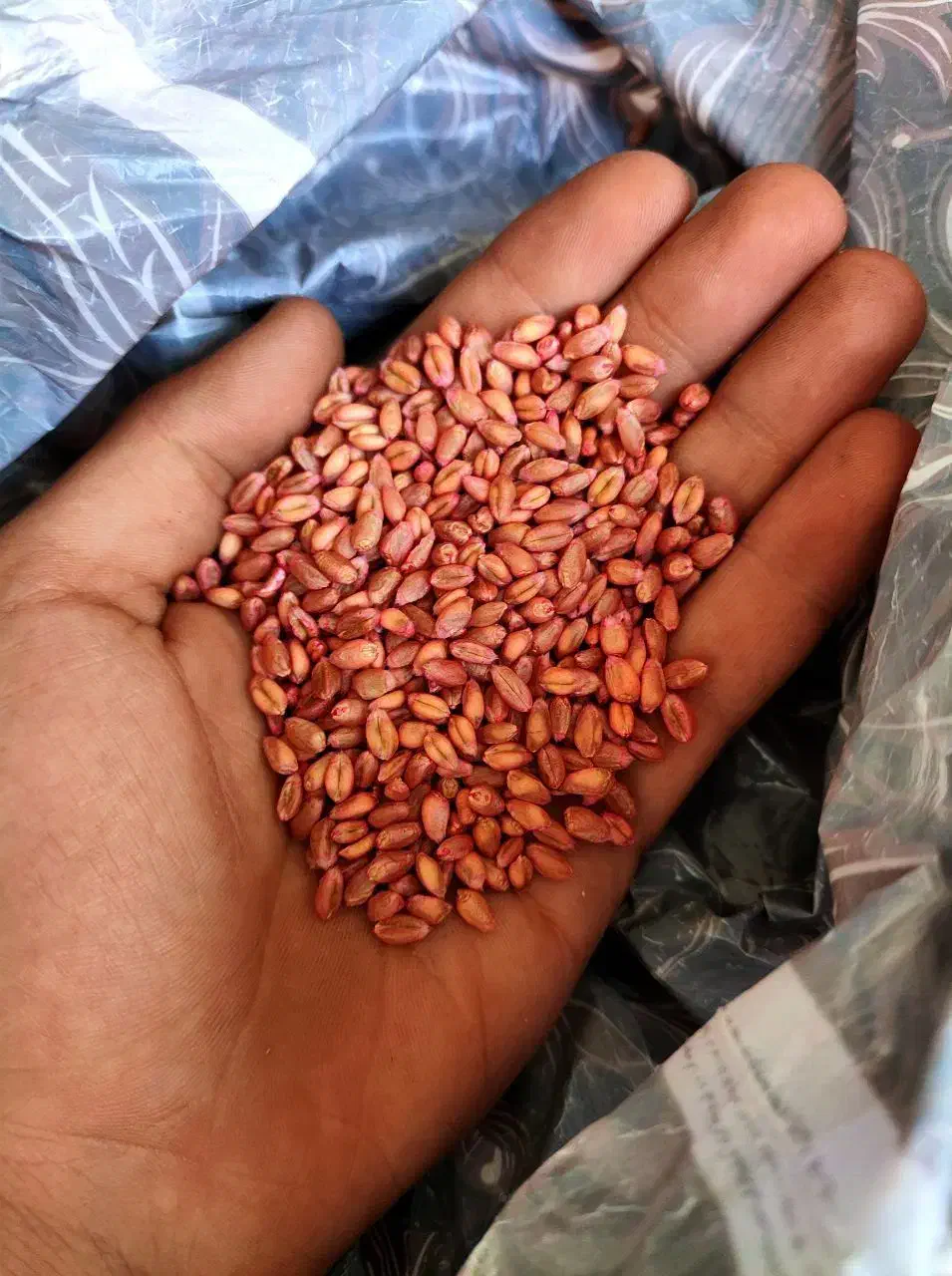 گندم بذر ابی|عمدهفروشی|میاندوآب, |دیوار