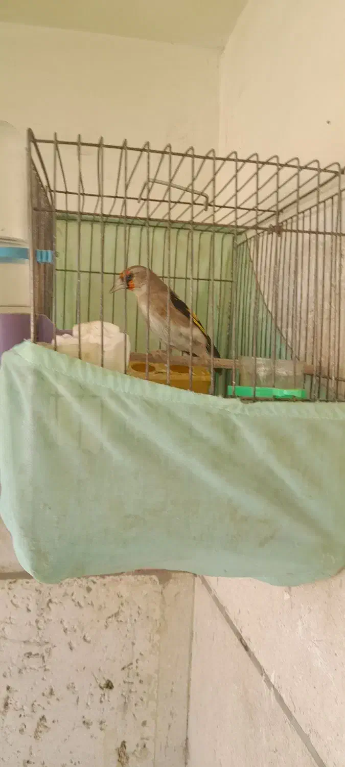 سهره کرمانی نر|پرنده|پردیس, فاز ۴|دیوار