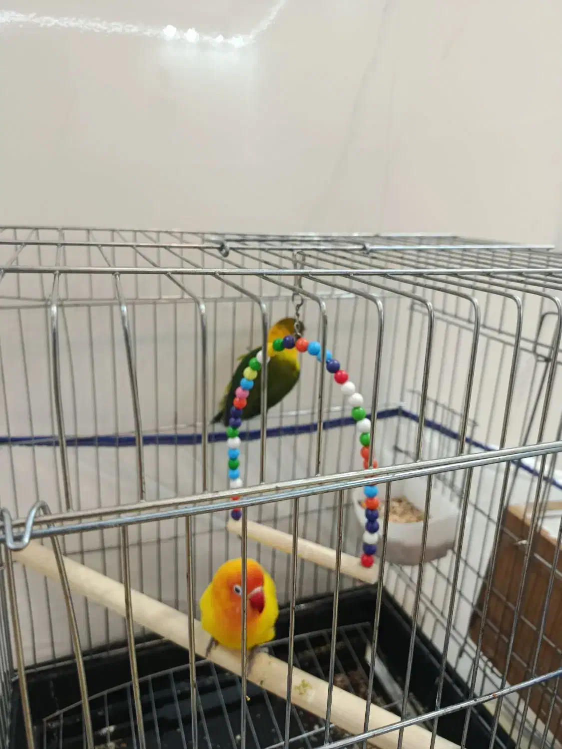 طوطی برزیلی|پرنده|کوهدشت, |دیوار