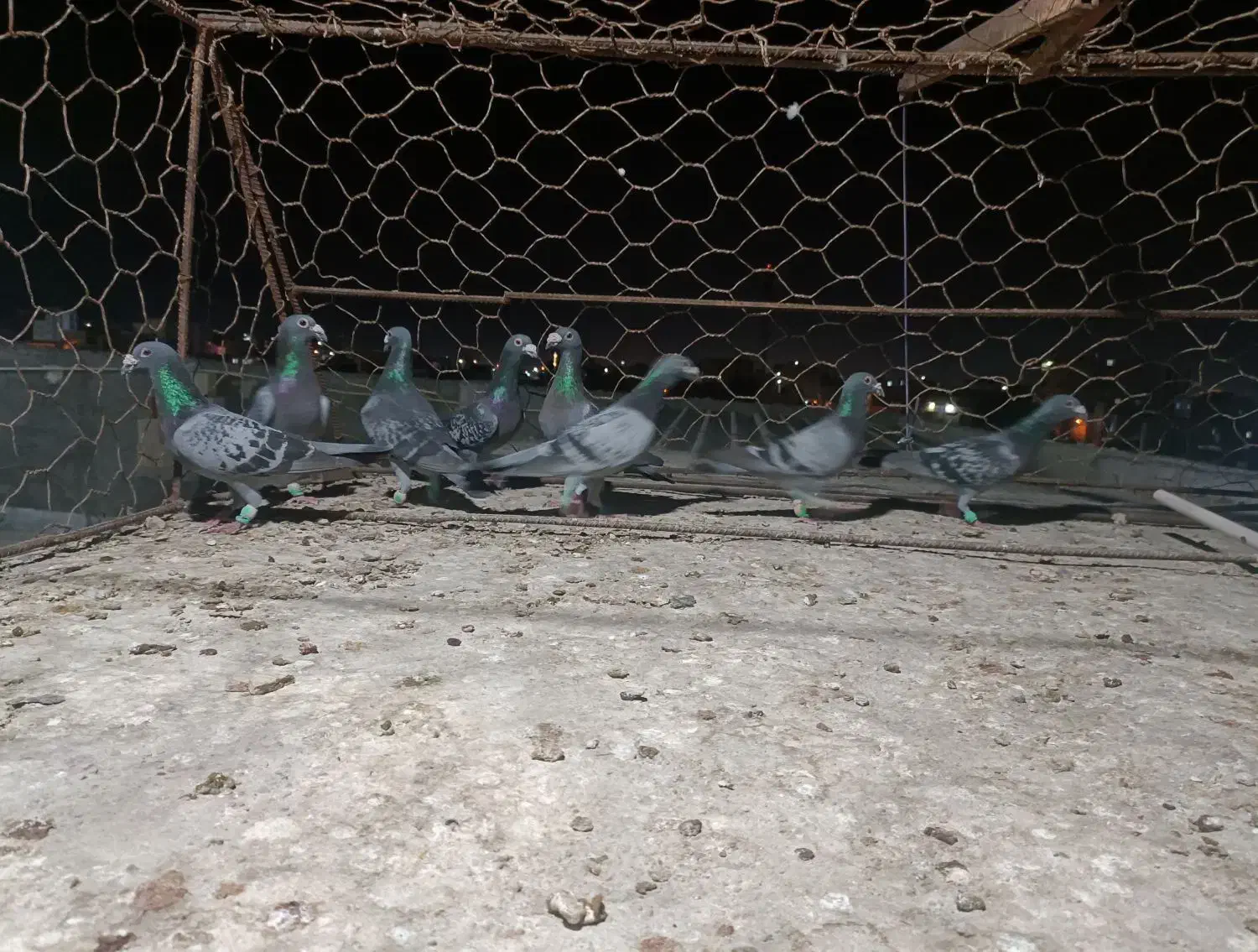 کبوتر المانی|پرنده|چابهار, |دیوار