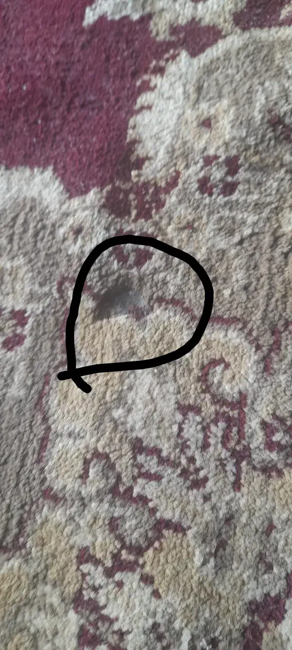 فرش ۱۲متری واسه خانه باغ یا خونه دوسه جاش سوخته|فرش|کاشان, الغدیر|دیوار