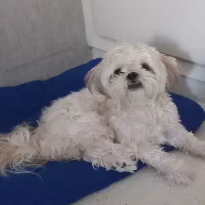 سگ تربیت شده و بسیار بغلی|سگ|چمران, |دیوار