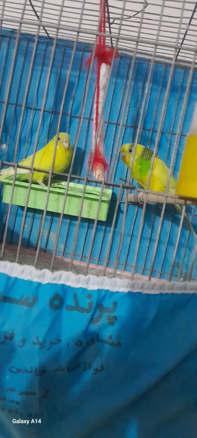 یک عددعروس هلندی با یه جفت مرغ عشق سالم سرحال|پرنده|خمینی‌شهر, |دیوار