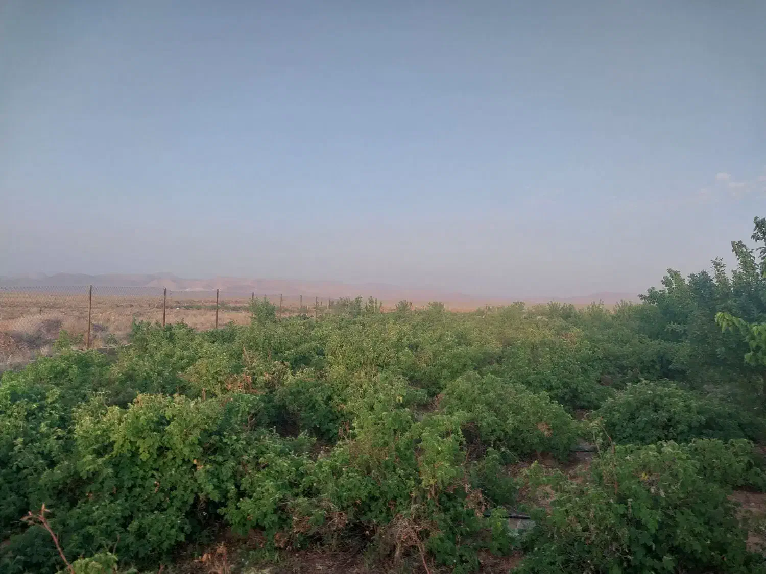 باغ فروشی دز جوشقان قالی|فروش خانه و ویلا|میمه, |دیوار