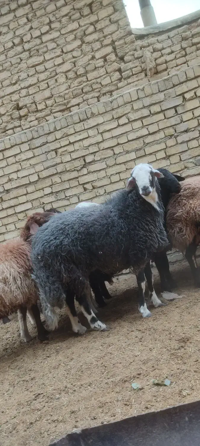 گوسفند و شیشک قوچ و شیشک ماده و بره|حیوانات مزرعه|فلاورجان, |دیوار