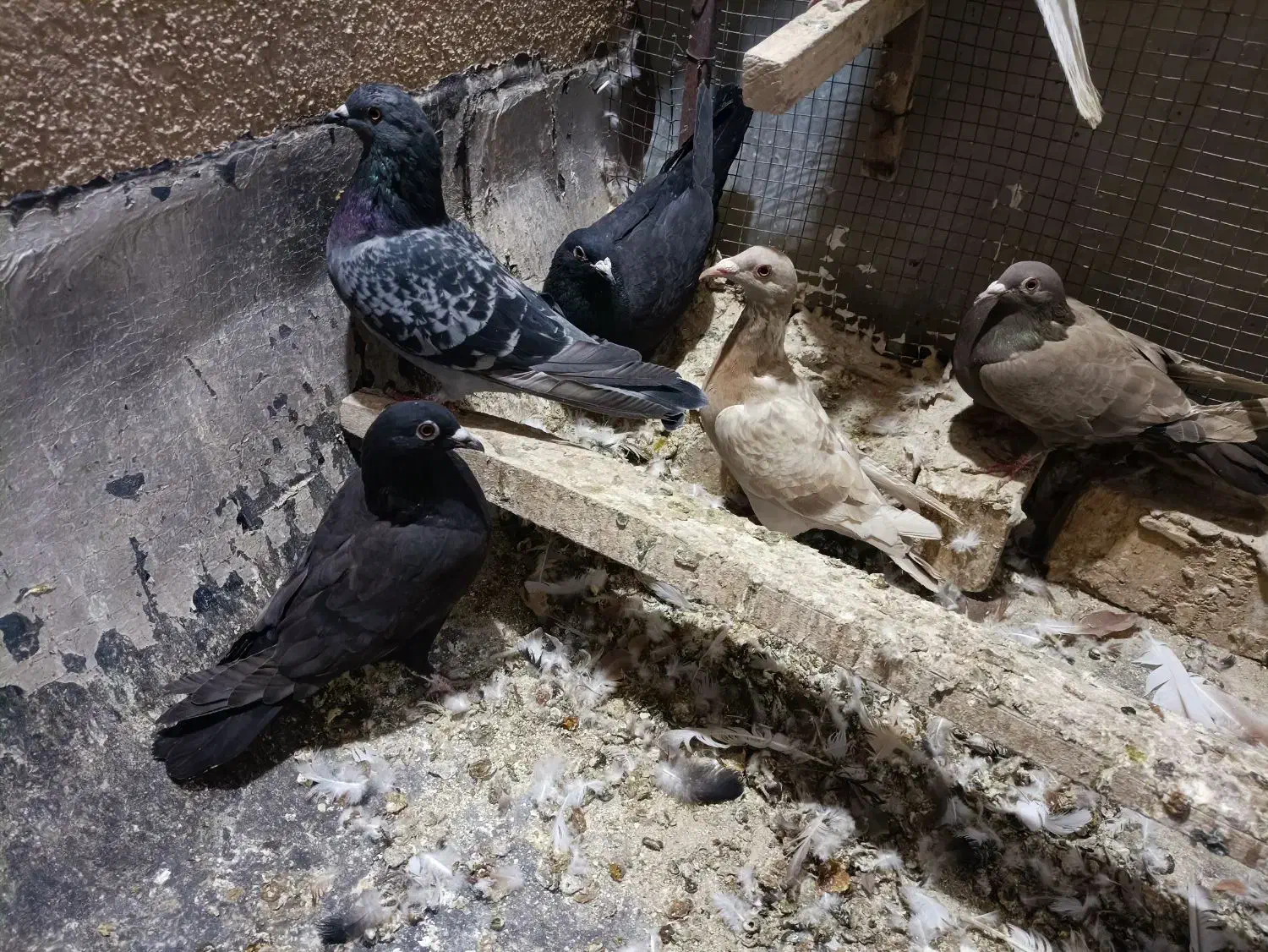 کفتر شهری بهبهانی پلاکی|پرنده|شیراز, تندگویان|دیوار