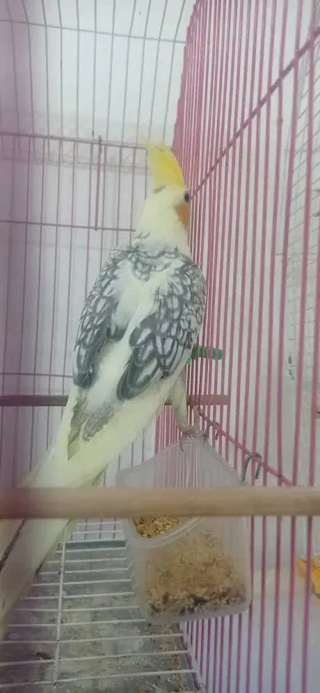 طوطی عروس هلندی رام نژاد لوتینو و لوتینو دو کت|پرنده|کلاردشت, |دیوار