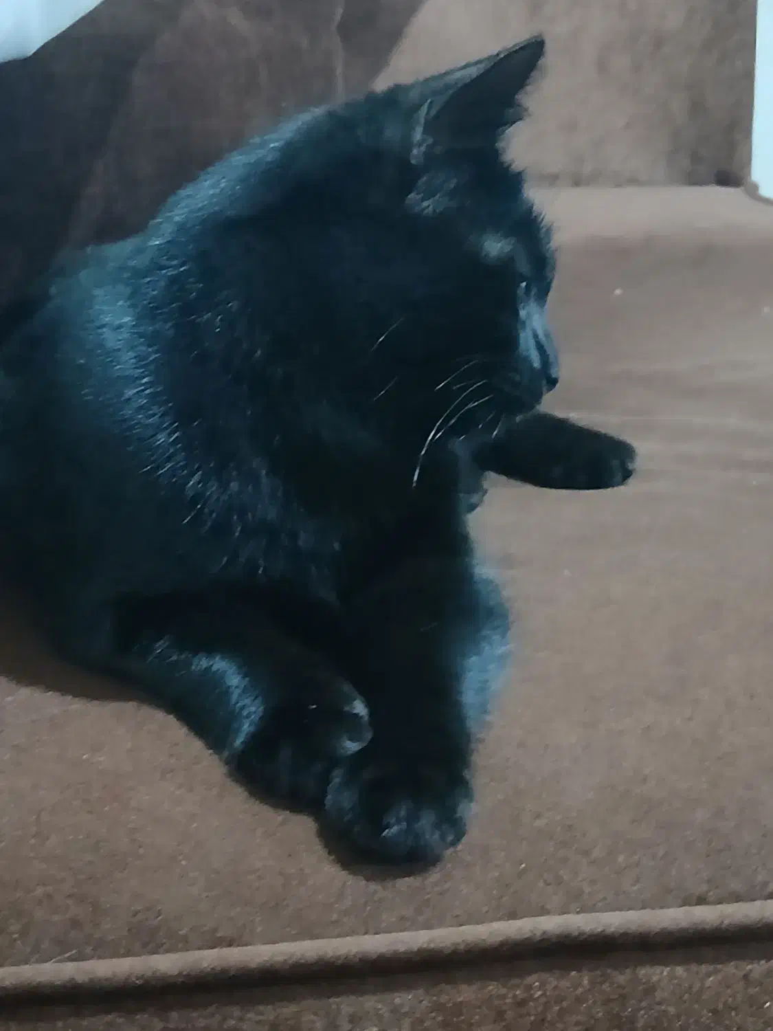 گربه خانگی زیبا|گربه|اردبیل, |دیوار