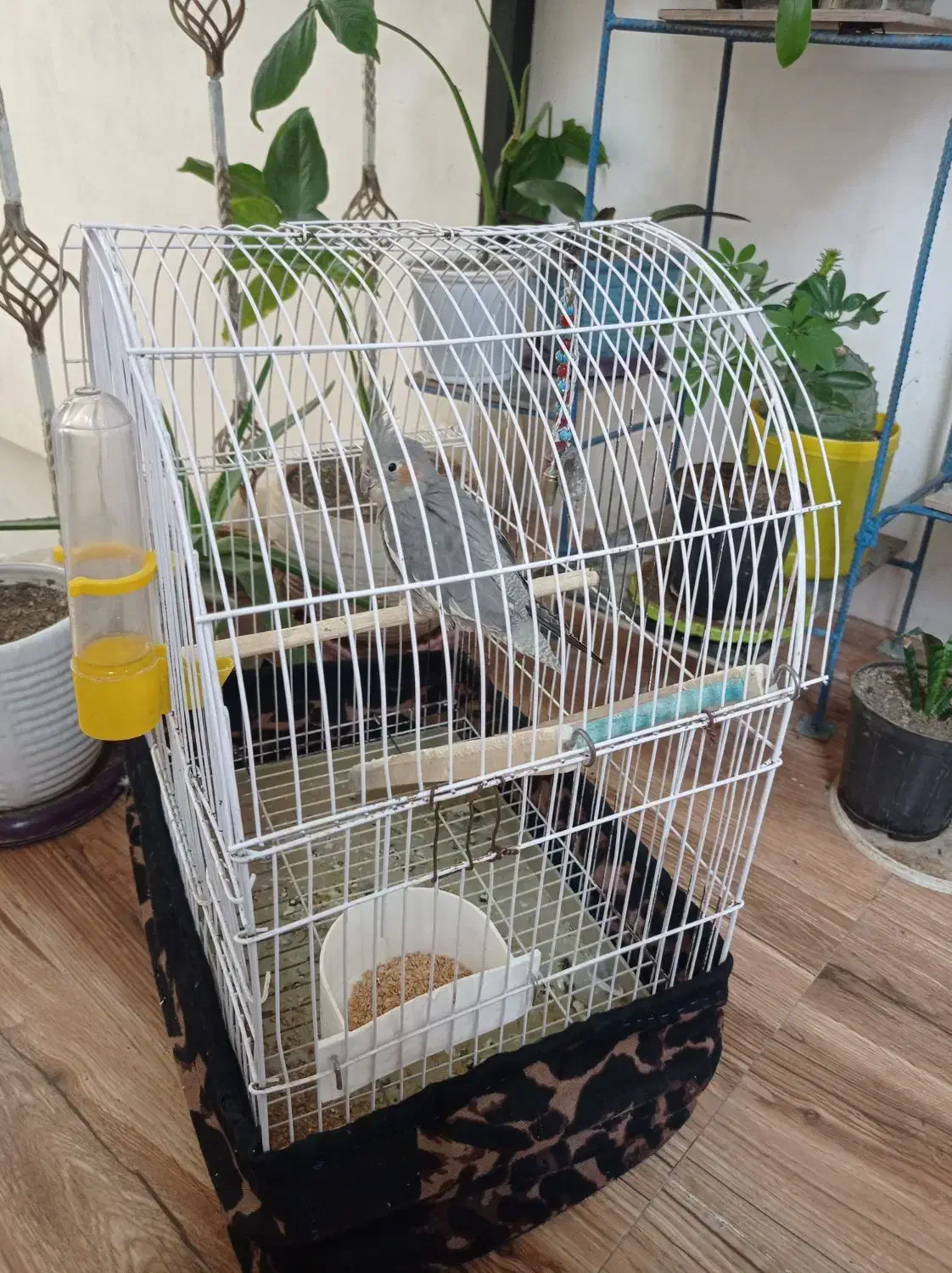 عروس هلندی سه ماهه باقفس|پرنده|خرمآباد, |دیوار