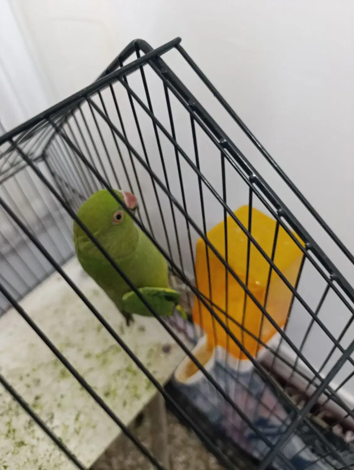 طوطی ملنگو|پرنده|طبس, |دیوار