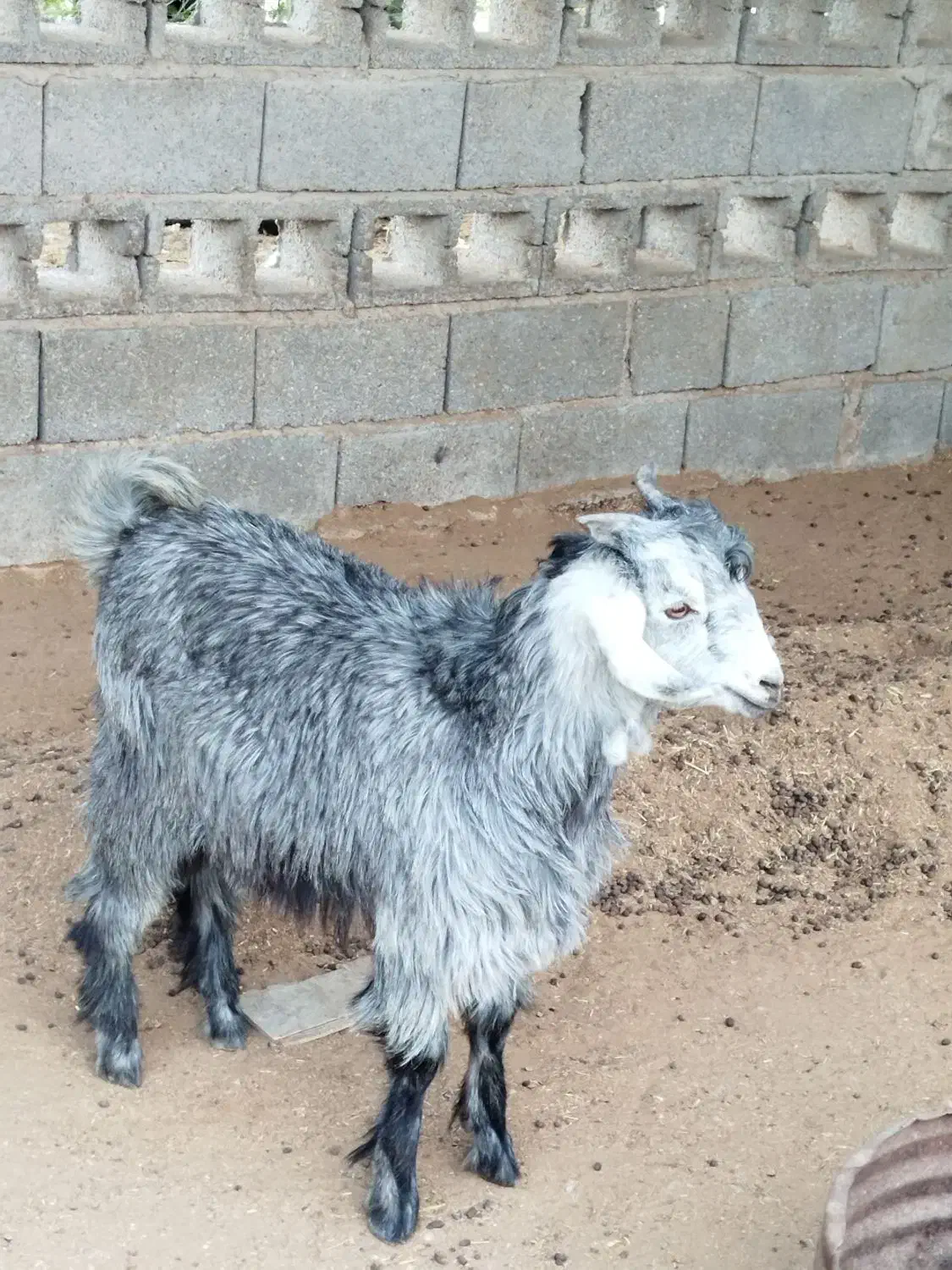کهره نر|حیوانات مزرعه|قلعه قاضی, |دیوار