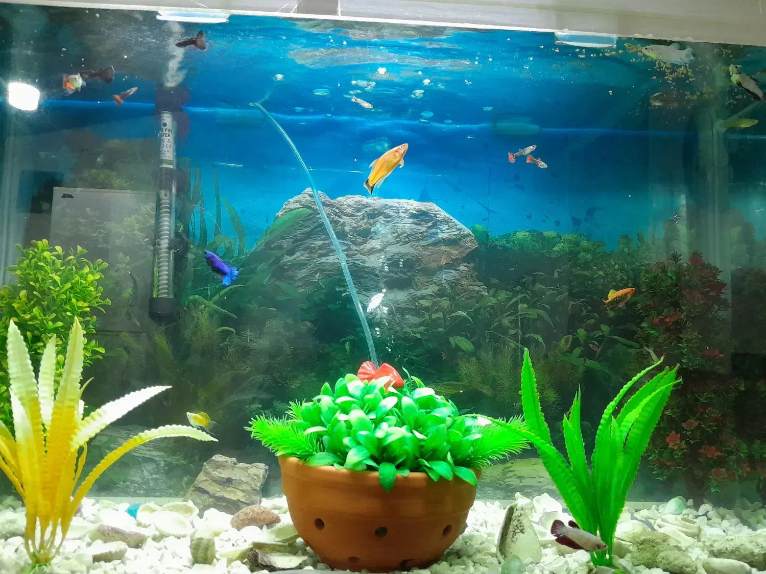 ماهی زینتی|ماهی|سرخرود, |دیوار