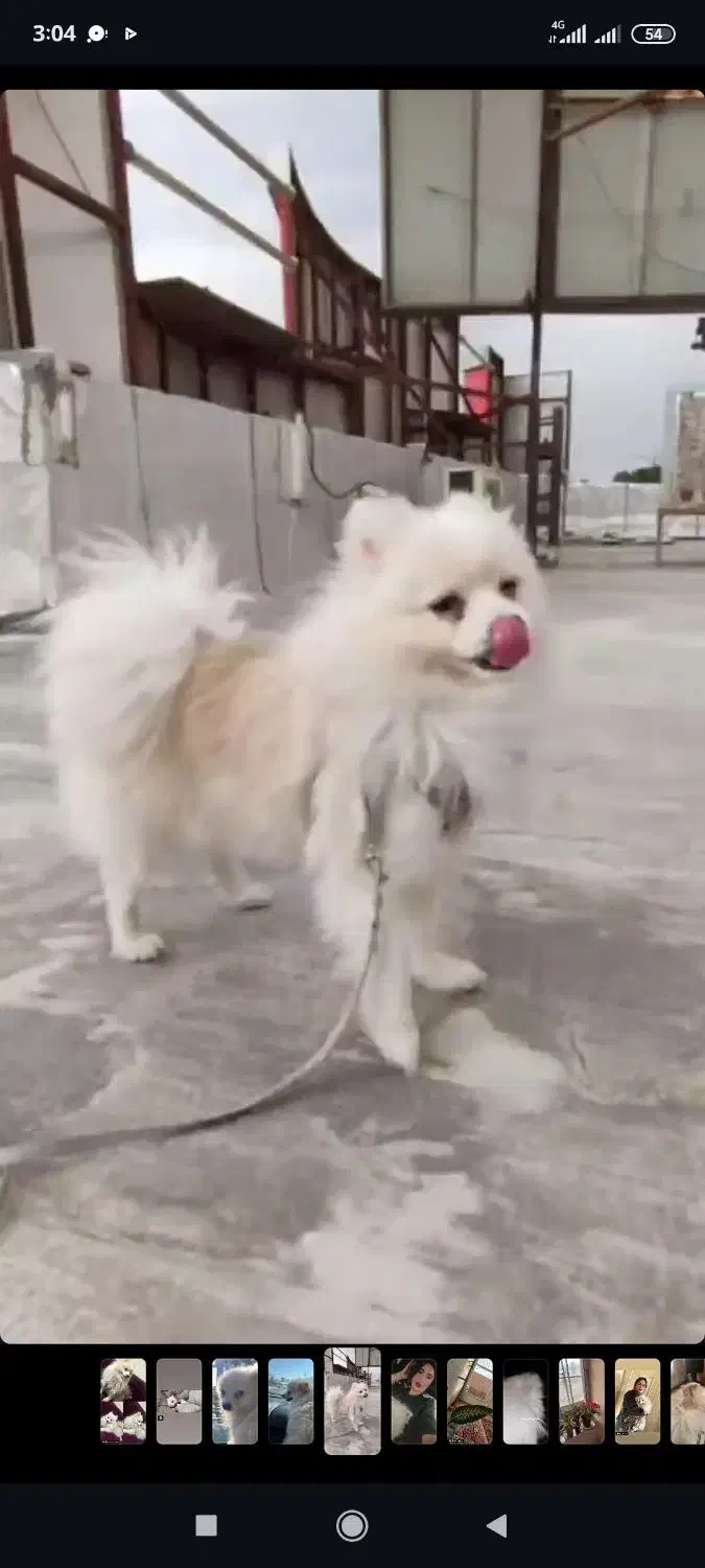 سگ پامرانین|سگ|حمیدیا, |دیوار