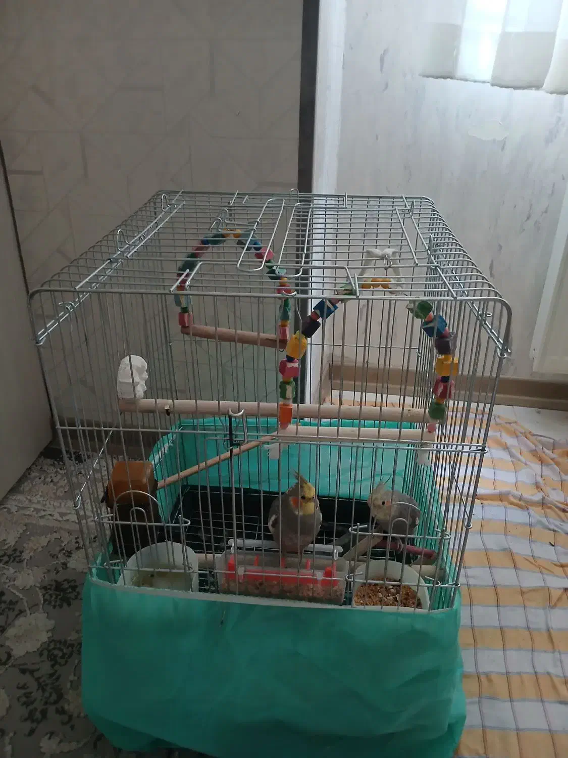 عروس هلندی با قفس|پرنده|محمدیه-قزوین, |دیوار