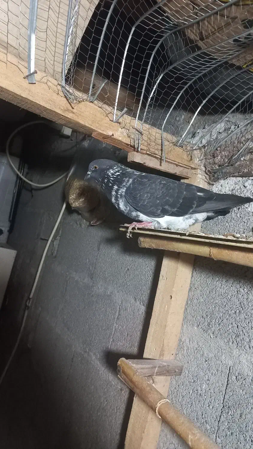 دوتا کبوتر نر ماده|پرنده|آستانه اشرفیه, |دیوار