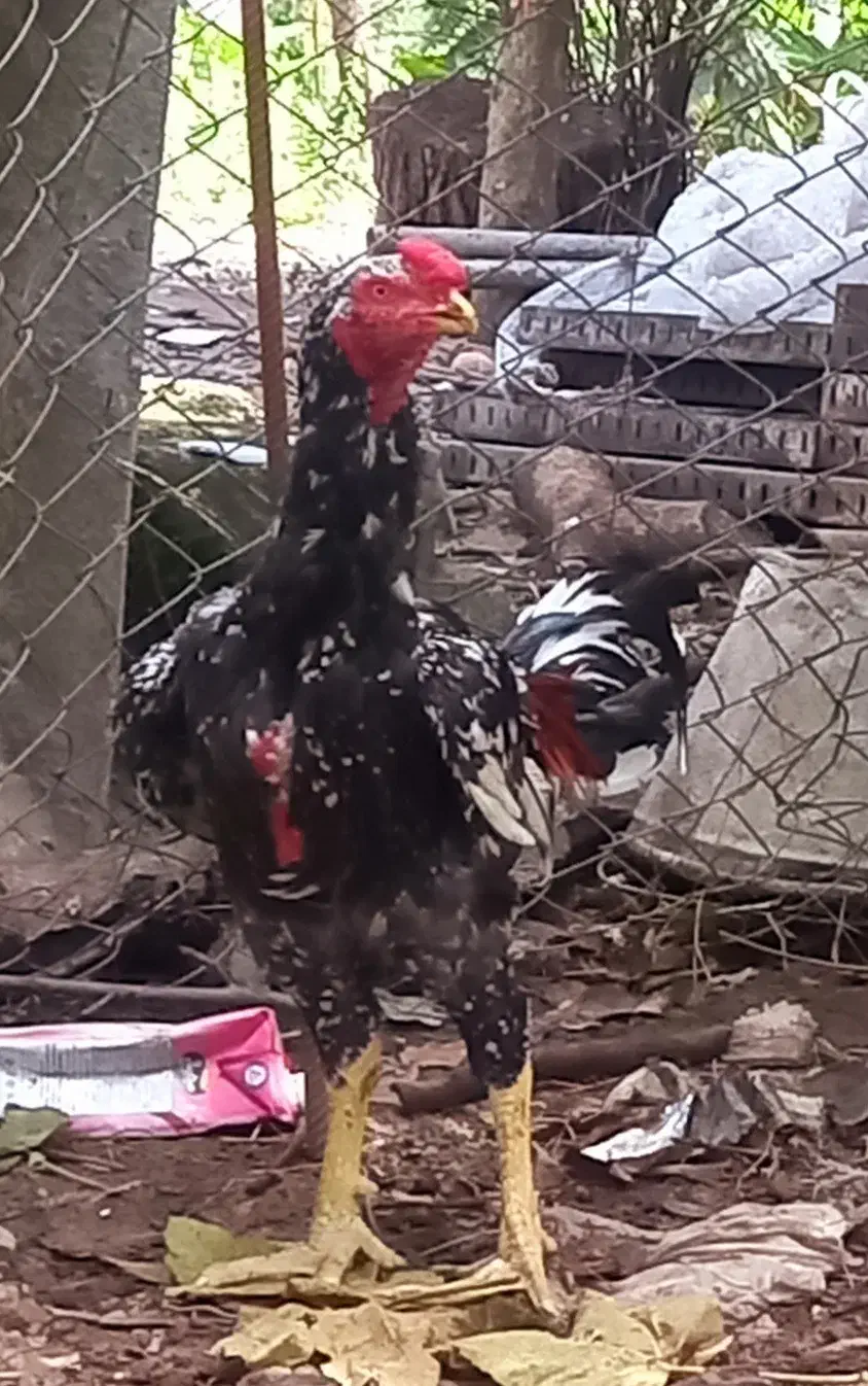 خروس لاری اصیل|حیوانات مزرعه|نشتارود, |دیوار