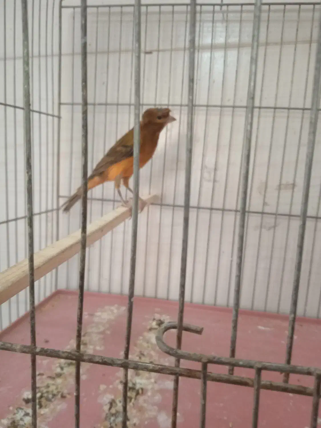 قناری و سهره|پرنده|کرمان, |دیوار