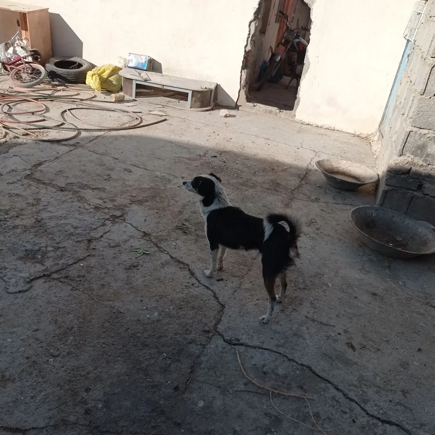 سگ پاکوتاه تربیت شده|سگ|فامنین, |دیوار