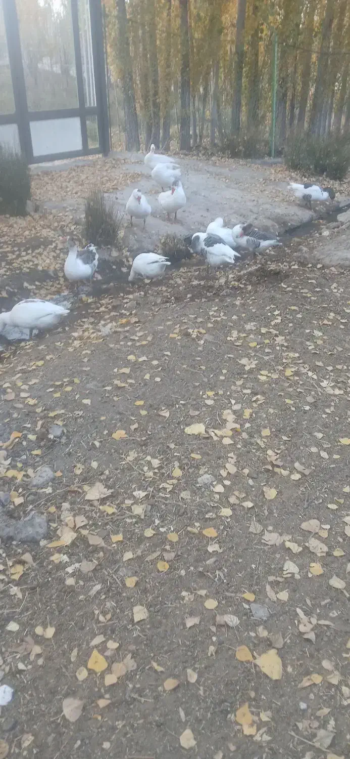 گاز محلی|حیوانات مزرعه|قیدار, |دیوار