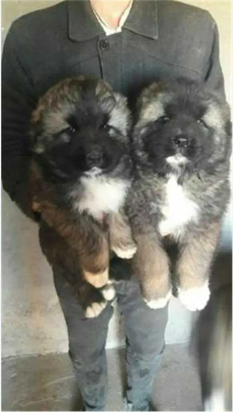 سگ قفقازی سگ ماستیف قفقازی غول پیکر|سگ|کرج, باغ سیب|دیوار