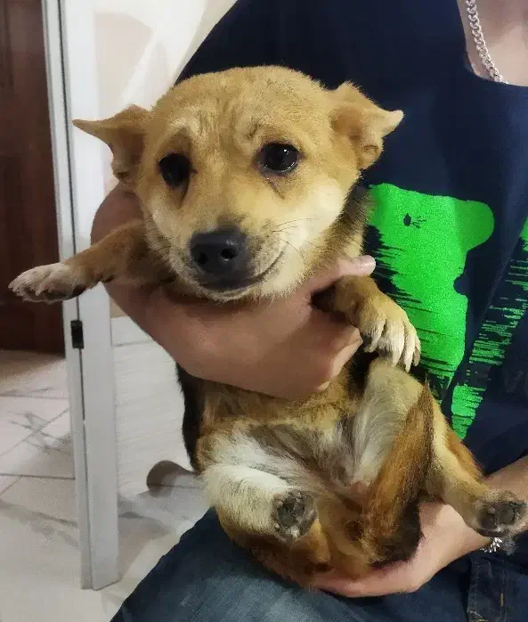 سگ نژاد دار پا کوتاه هیلر|سگ|باسمنج, |دیوار