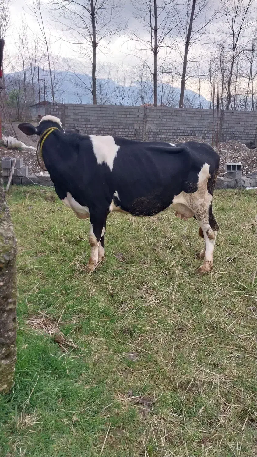 گاومنت بلیاد ۲۵کیلو شیر|حیوانات مزرعه|کلاچای, |دیوار