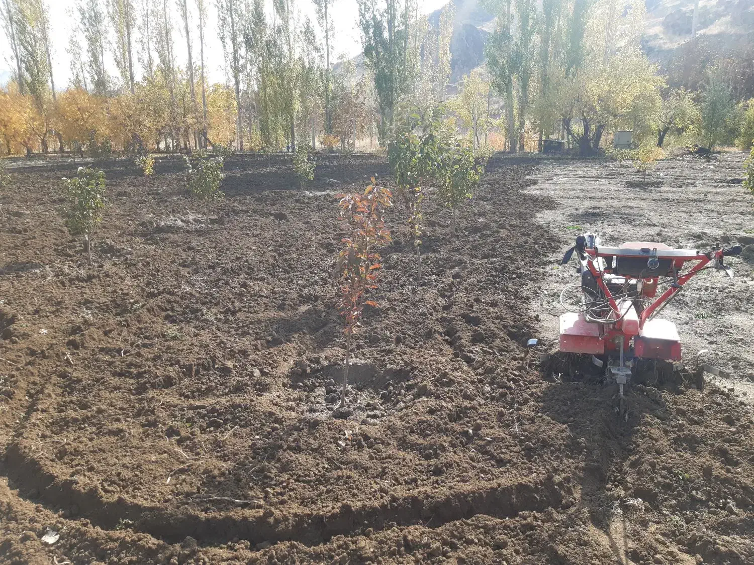 تیلر زنی انواع باغات|خدمات باغبانی و درختکاری|سنندج, |دیوار