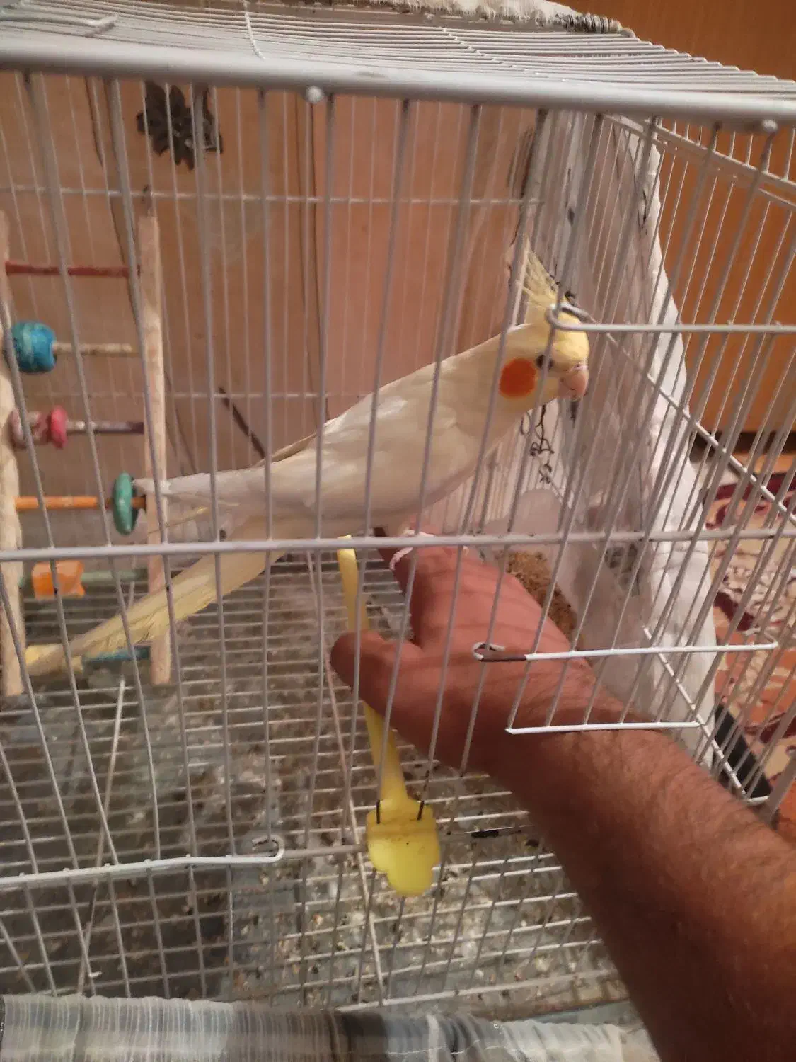 عروس آرام|پرنده|زابل, |دیوار