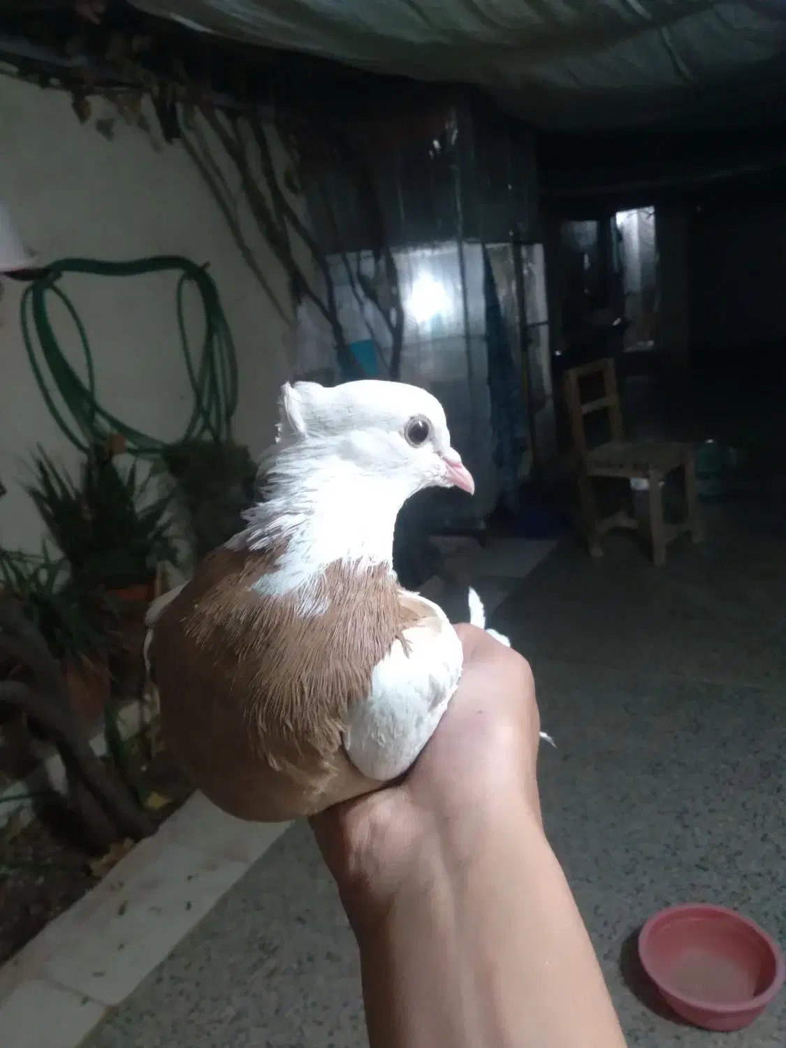 طوقی|پرنده|رفسنجان, |دیوار