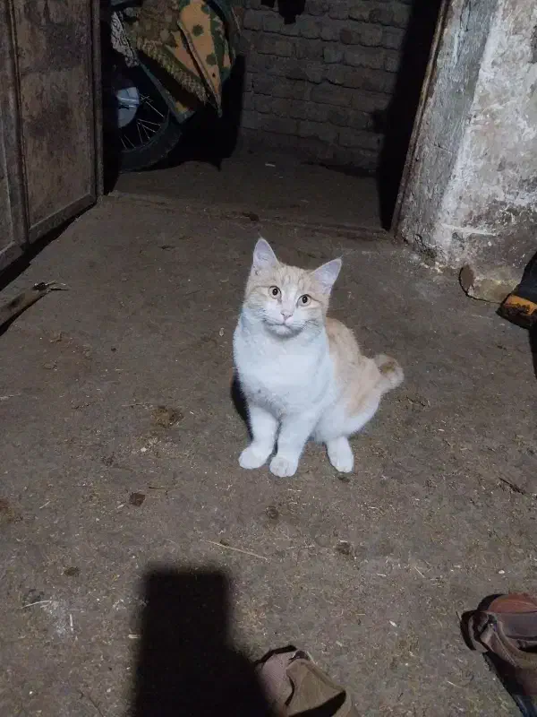 فروش گربه خانگی|گربه|گنبد کاووس, |دیوار