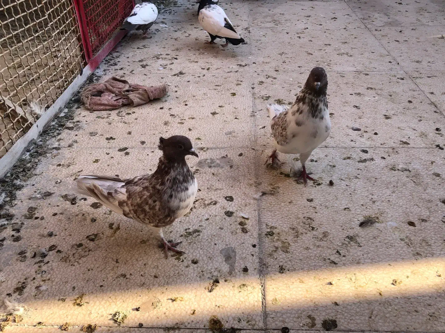 کفتر پرشی|پرنده|قم, نخودی|دیوار