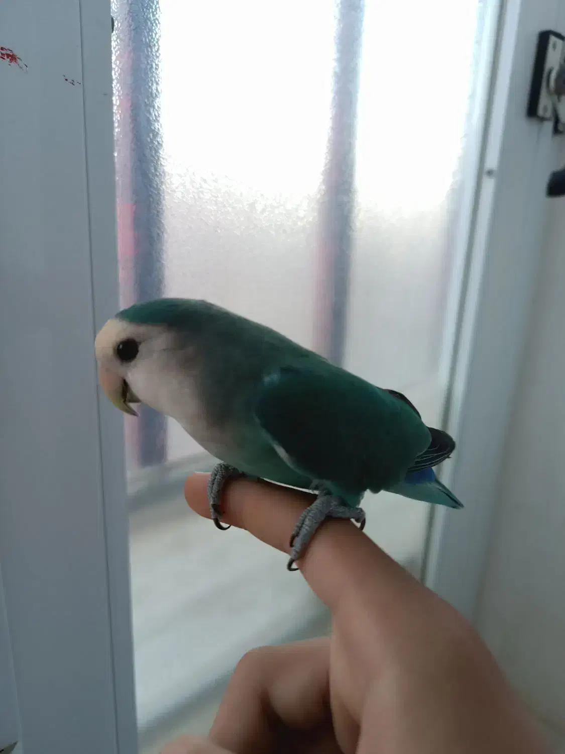 فروش فوری جفت کوتوله+ ارسال|پرنده|قائن, |دیوار