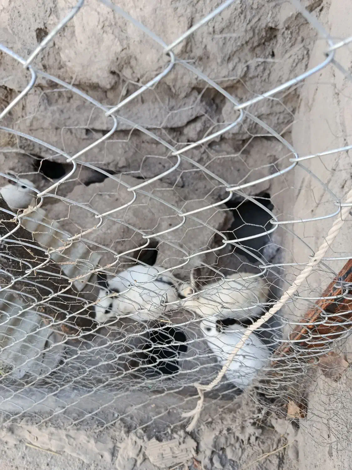 خرگوش|موش و خرگوش|میانه, |دیوار