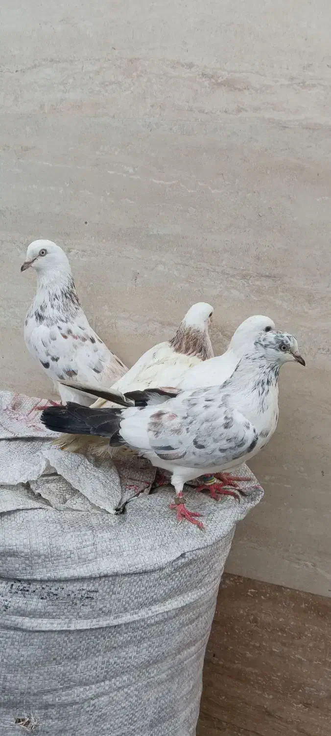 کبوتر پاک سفید.کله ماستی.پرشی|پرنده|لنگرود, |دیوار