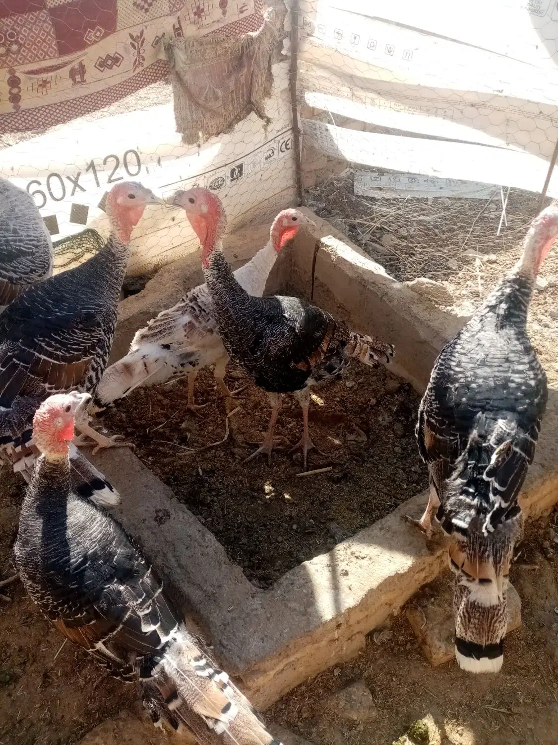 بوقلمون ماده دوتابایک نر|حیوانات مزرعه|کرباسک, |دیوار