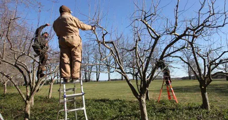 هرس کاری حرفه ای/هرس درختان/هرس|خدمات باغبانی و درختکاری|ماهنشان, |دیوار