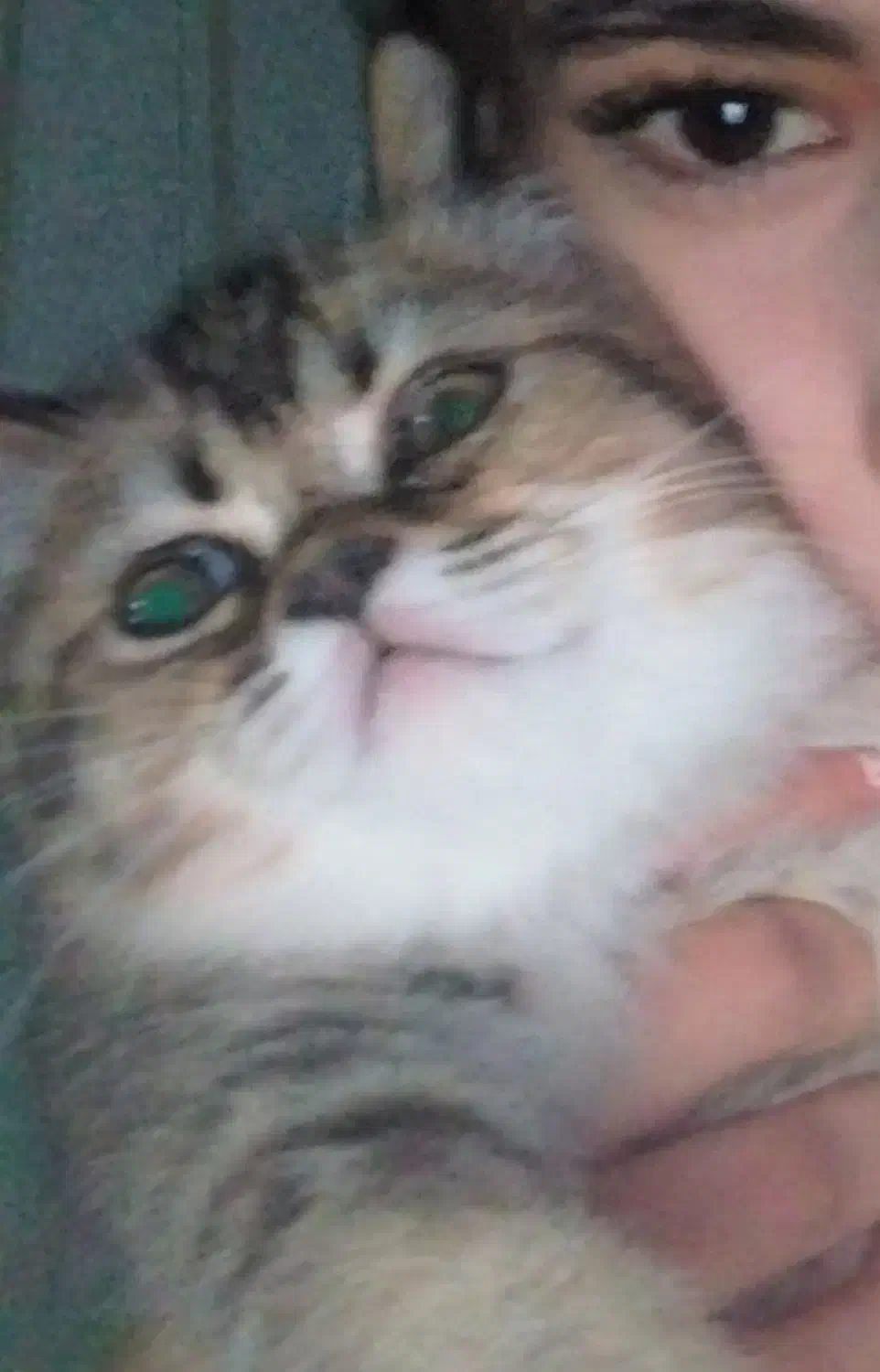 گربه ‌ی بیریتیش دو ماهه اولین واکسن خورده شده|گربه|آبیک, |دیوار