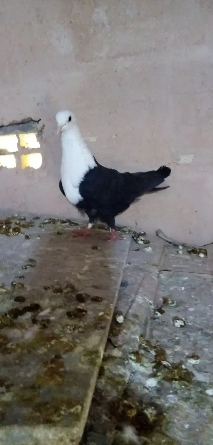 کفتر کله  سفید|پرنده|سبزوار, طبرسی (جعفرآباد)|دیوار