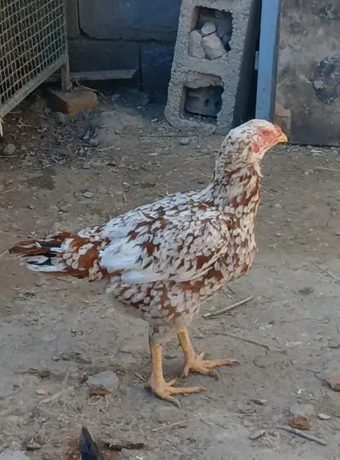 مرغ لاری|حیوانات مزرعه|نوشین شهر, |دیوار