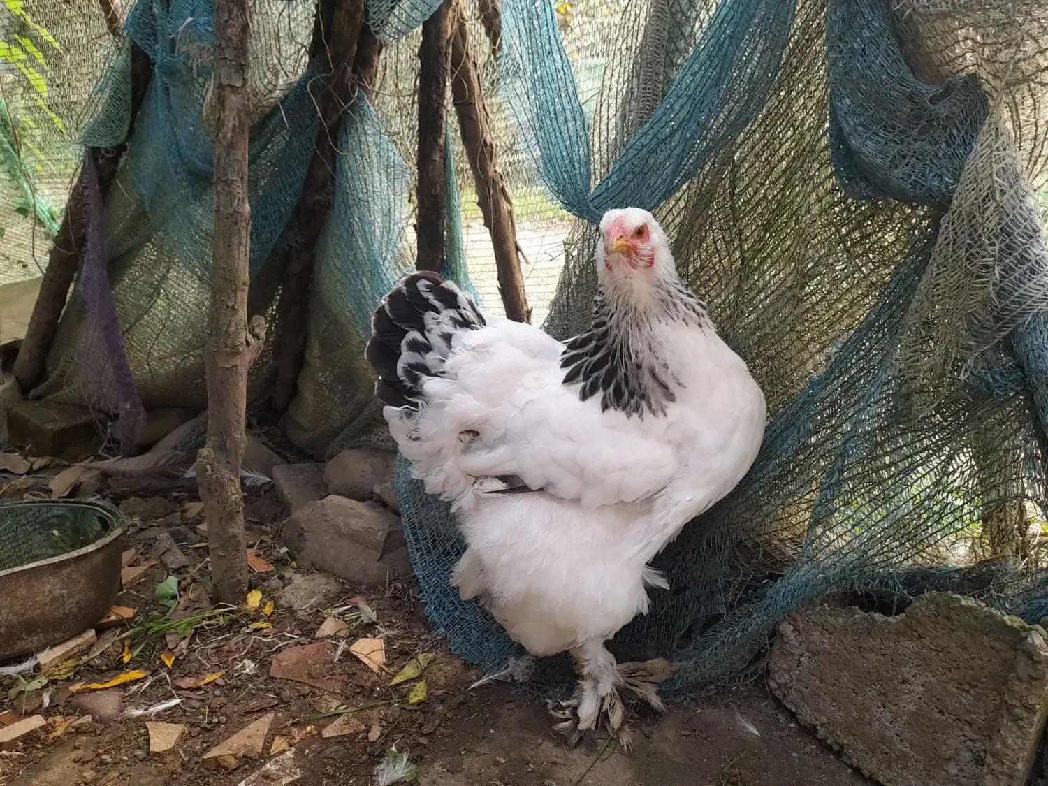 مرغ خروس برهما لایت ۲،۶۰۰۰۰۰|حیوانات مزرعه|لاهیجان, آهندان|دیوار