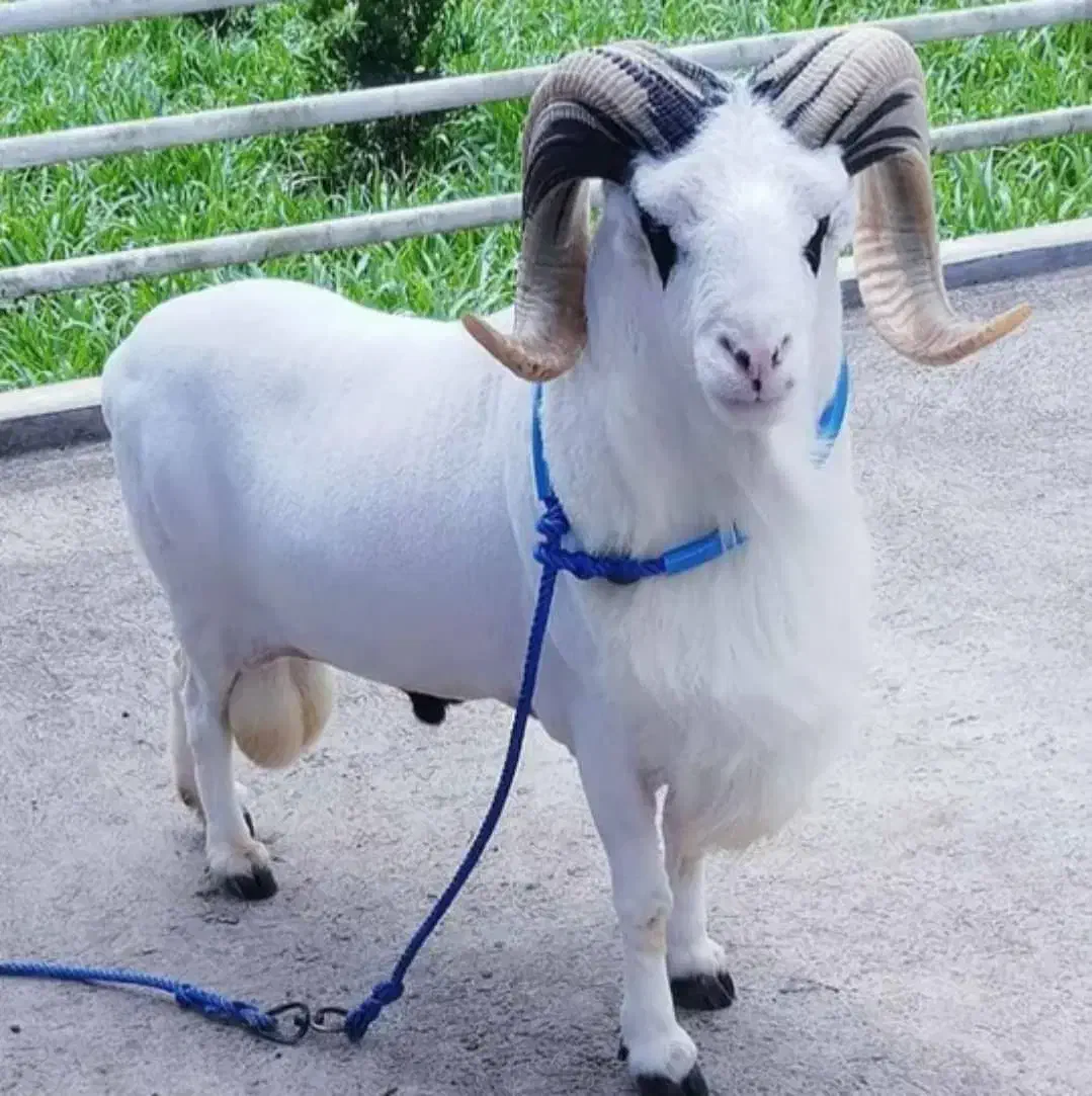 ذبح سلاخ سلاخی گاو گوسفند گوساله قصاب قصابی|خدمات پذیرایی، مراسم|زنجان, |دیوار