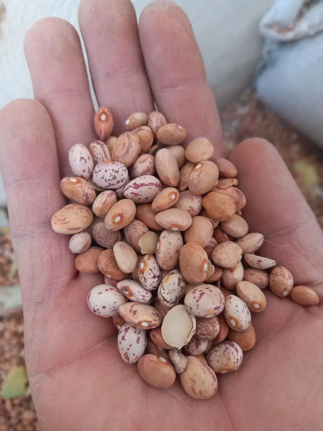 لوبیا|عمدهفروشی|خمین, |دیوار