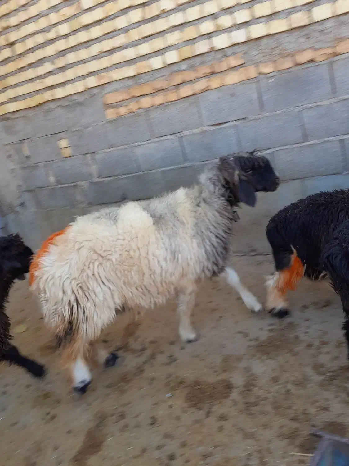 ۲۳ ملیون|حیوانات مزرعه|بازفت, |دیوار